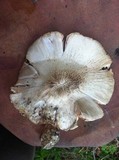 Pluteus petasatus image