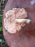 Pluteus petasatus image
