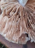 Pluteus petasatus image