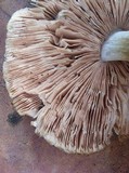 Pluteus petasatus image