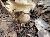 Entoloma vernum image