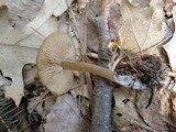 Entoloma vernum image