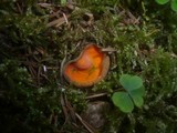 Caloscypha fulgens image