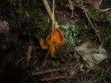 Caloscypha fulgens image