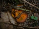Caloscypha fulgens image