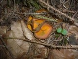Caloscypha fulgens image