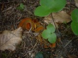 Caloscypha fulgens image