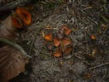 Caloscypha fulgens image