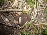 Discina melaleuca image