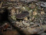 Discina melaleuca image