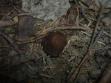 Discina melaleuca image