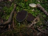 Discina melaleuca image