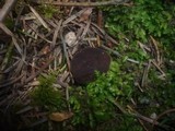 Discina melaleuca image