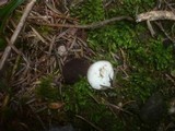 Discina melaleuca image