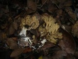 Ramaria anisata image