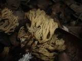 Ramaria anisata image