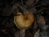 Rhodocybe gemina image
