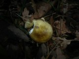 Russula odorata image