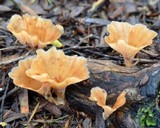 Podoscypha petalodes ssp. floriformis image