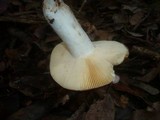 Russula decipiens image