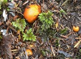 Cortinarius peraurantiacus image