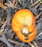 Cortinarius peraurantiacus image