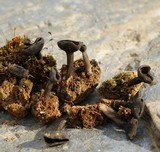 Helvella corium image