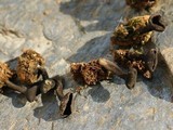 Helvella corium image