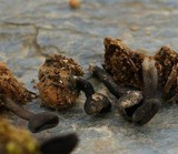 Helvella corium image