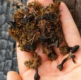 Helvella corium image