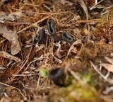Helvella corium image