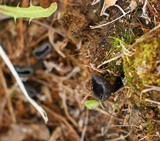 Helvella corium image