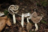 Helvella compressa image