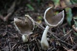 Helvella compressa image