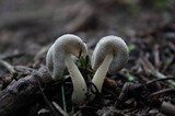 Helvella compressa image
