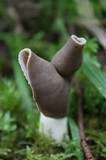 Helvella compressa image