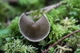 Helvella compressa image