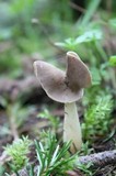 Helvella compressa image