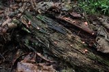 Lycogala epidendrum image