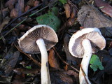 Inocybe geophylla image