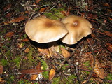 Lyophyllum infumatum image
