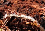 Mycena inclinata image