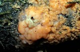 Fusicolla merismoides image