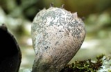 Urnula craterium image