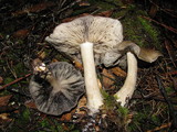 Lyophyllum infumatum image