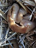 Peziza vesiculosa image
