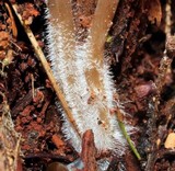 Mycena inclinata image