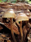 Mycena inclinata image