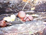 Gymnopilus luteofolius image