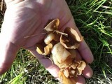 Peziza vesiculosa image